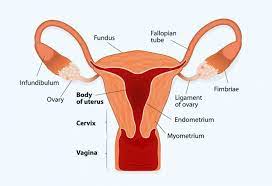 Endometrial Thickness What S The Normal Range For Conceiving