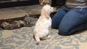 Puppy culture program jane killion. Puppy Culture Basics Youtube
