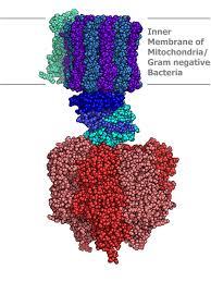 Das ist das, was in jeder eigenen körperzelle produziert wird. Atp Synthase Wikiwand