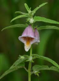 Image result for Ceratotheca sesamoides