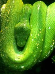 Epingle Par Herve Savard Sur Zoo De Beauval Vivarium Zoo De Beauval Beauval Zoo