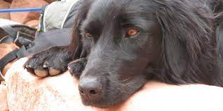 Dans la forme aiguë, les symptômes sont dominés par une douleur articulaire et de la fièvre. La Maladie De Lyme Chez Le Chien Symptomes Traitement Et Prevention