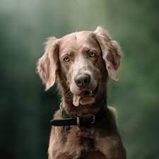 It has wavy hair on it's ears and soft feathering, much like the irish setter has, on the back of it's legs. Long Haired Weimaraner Breed Profile Information
