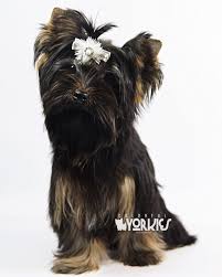 Luxurious quality microand teacup yorshire terriers puppies for sale raised in our home here in beautiful forney, texas. Pin On Beautiful Dogs