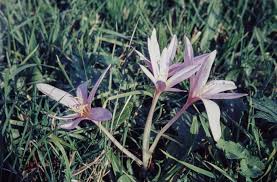 Image result for Colchicaceae