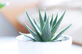 Encantadasoniada01preciosa y buena relacion con precio5. Cum Se Ingrijeste Corect Aloe Vera Pentru Ghiveci Sfaturi Bune