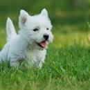 West Highland White Terriers for Sale - West Highland ...