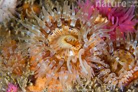 Image result for Monotes elegans