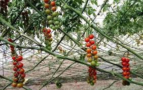 We did not find results for: Tomato Plant Spacing In Containers Ground Gardening Tips