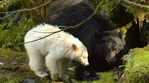 Usage note on bear synonym discussion of bear. Science And Indigenous History Team Up To Help Spirit Bears Science News For Students