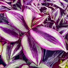 Image result for Tradescantia zebrina