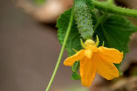 Image result for female flowers cucumber
