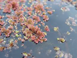 Image result for Azolla filiculoides