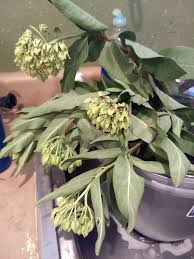 Before transplanting wild milkweed, be sure it's really milkweed. Building A Butterfly Garden 1 Transplanting Milkweed Wild Child Zoology