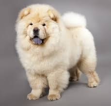Dog coloring page to download for free : 13 765 Chow Chow Images Free Royalty Free Stock Chow Chow Photos Pictures Depositphotos