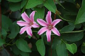 Clematis ragamuffin клематис (раджамуффин) 75.00грн. Duchess Of Albany Clematis Clematis Texensis Duchess Of Albany In Vancouver Victoria Burnaby Penticton Coquitlam British Columbia Bc At Gardenworks