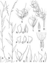 Image result for Poecilostachys oplismenoides