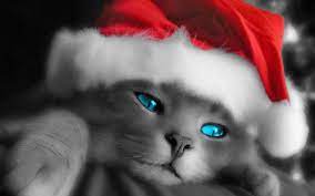 Kittens Wallpaper Christmas Kitty Christmas Kitten Christmas Animals Kitten Wallpaper