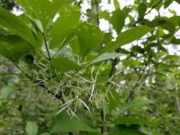 Image result for Chionanthus foveolatus