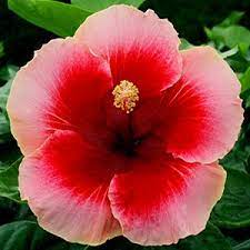 Pin On Garden Hibiscus