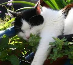 Kedi Nanesi Kedi Otu Nedir Evde Yetistirilebilir Mi Kedi Otlar Cats