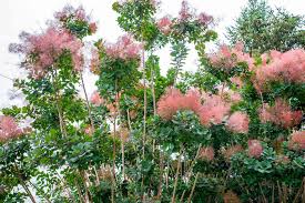 Check spelling or type a new query. Smoke Bush Plant Care And Growing Guide