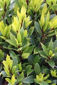 Image result for Rinorea laurentii