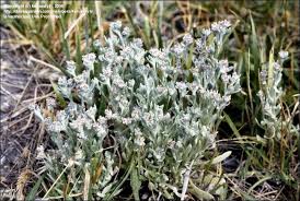 Image result for Vellereophyton dealbatum