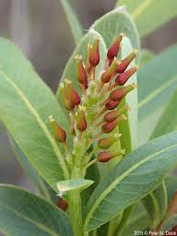 Image result for Balanites pedicellaris