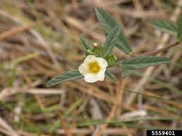 Image result for Sida rhombifolia