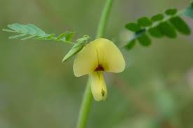 Image result for Aeschynomene afraspera