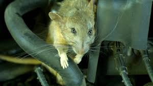 Seal the entry holes and set traps nearby. How To Keep Mice Rats And Other Rodents Out Of Your Car Engine Axleaddict