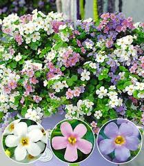 Bacopa Sutera Part Sun To Full Sun Tolerance Prefers Slightly Acidic Moist Loam Soil All Zones Sommerblumen Garten Pflanzkasten Balkon Blumen