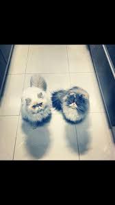 Pin By Mayara Marques On Gatos Persian Cat Animal Planet Animal Lover