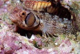 Image result for Blepharis buchneri