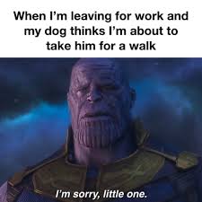 An image tagged the hardest choices require the strongest wills,funny,memes,gifs,cats,dogs. The Hardest Choices Require The Strongest Wills 9gag