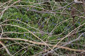 There was buffalo everywere and other animals to look at. Spring Has Sprung At Jamaica Bay Wildlife Refuge Queens Daily Eagle