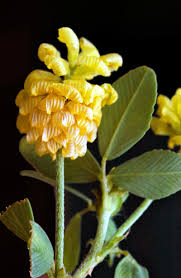 Image result for Trifolium campestre