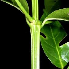 Image result for Psydrax parviflora