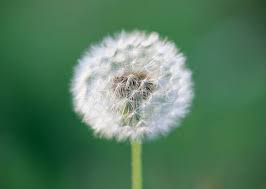 Dandelion Wallpaper Background Best Stock Photos Toppng Find the best dandelion background on getwallpapers.