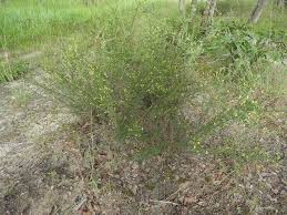 Image result for Crotalaria caudata