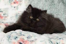 Maybe you would like to learn more about one of these? Black Persian Kittens Black Persian Cats Doll Face Persian Kittenspersian Himalayan Kittens For Sale In A Rainbow Of Colors In Business For 32 Years