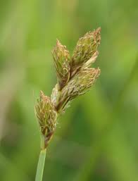 Image result for Carex leptosaccus