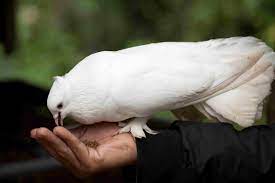And not famus at all. 8 Top Low Maintenance Pet Bird Species