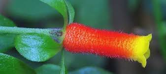 Image result for Manettia