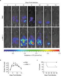 Keputusan pilihanraya umum malysia yang ke 14. Toxoplasma Gondii Infection Drives Conversion Of Nk Cells Into Ilc1s Biorxiv