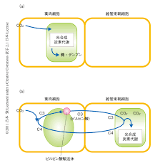植物の色素体に局在するna 依存性のピルビン酸輸送体の同定 ライフサイエンス 新着論文レビュー