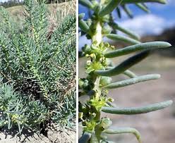 Image result for Suaeda