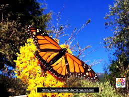 Pin En Lugares Magicos En Michoacan