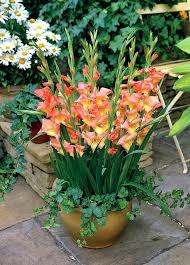 An african native, the gladiolus (gladiolus spp.), also known as glad, is a perennial plant that grows from a corm. Pin On Pflanzen